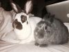 Simba and Nala photo 2