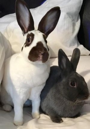 Simba and Nala are a bonded pair of medium-large rabbits both born in 2014 Simba is a gray male an