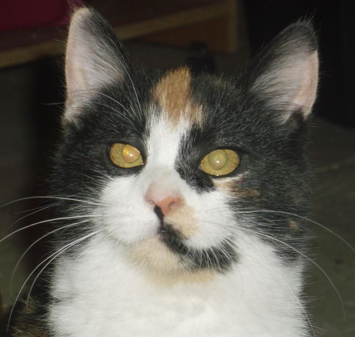 Magnolia, an adopted Domestic Short Hair & Calico Mix in Germansville, PA_image-2