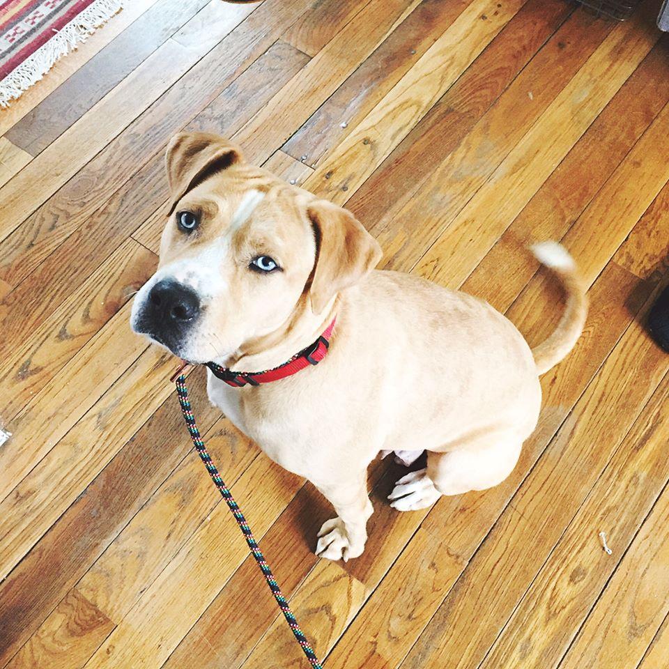 Noelle, an adoptable Labrador Retriever, Australian Shepherd in Nashville, TN, 37206 | Photo Image 1
