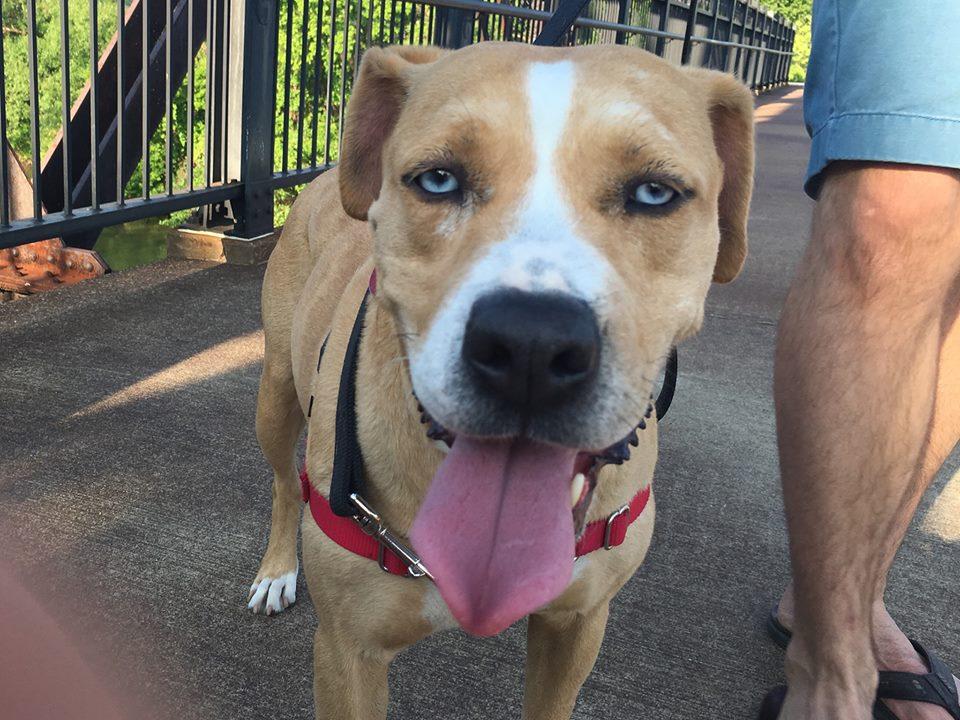 Noelle, an adoptable Labrador Retriever, Australian Shepherd in Nashville, TN, 37206 | Photo Image 2