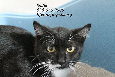 SADIE, an adoptable Tuxedo in Monrovia, CA_image-3