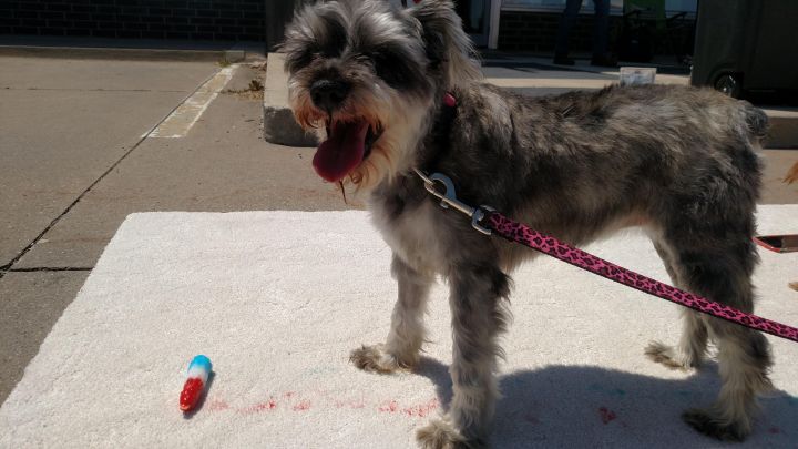 Caprice Chevy - RIP, an adopted Schnauzer in Des Moines, IA_image-3