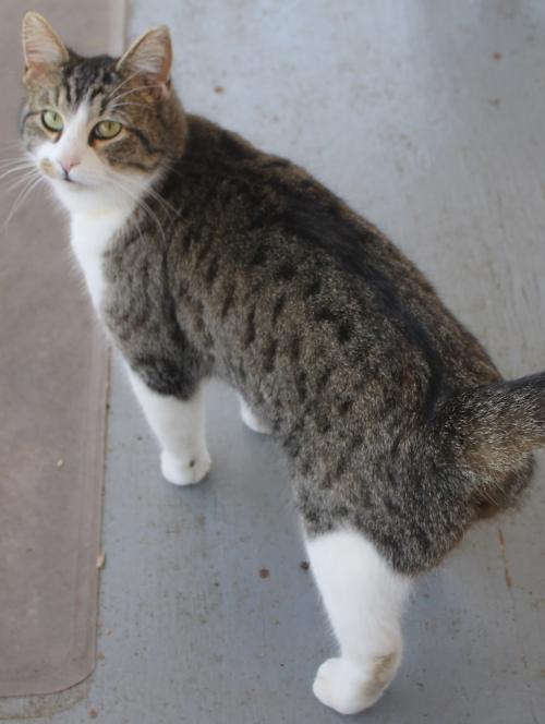 Cat for adoption - Ralphie ADULT MALE 