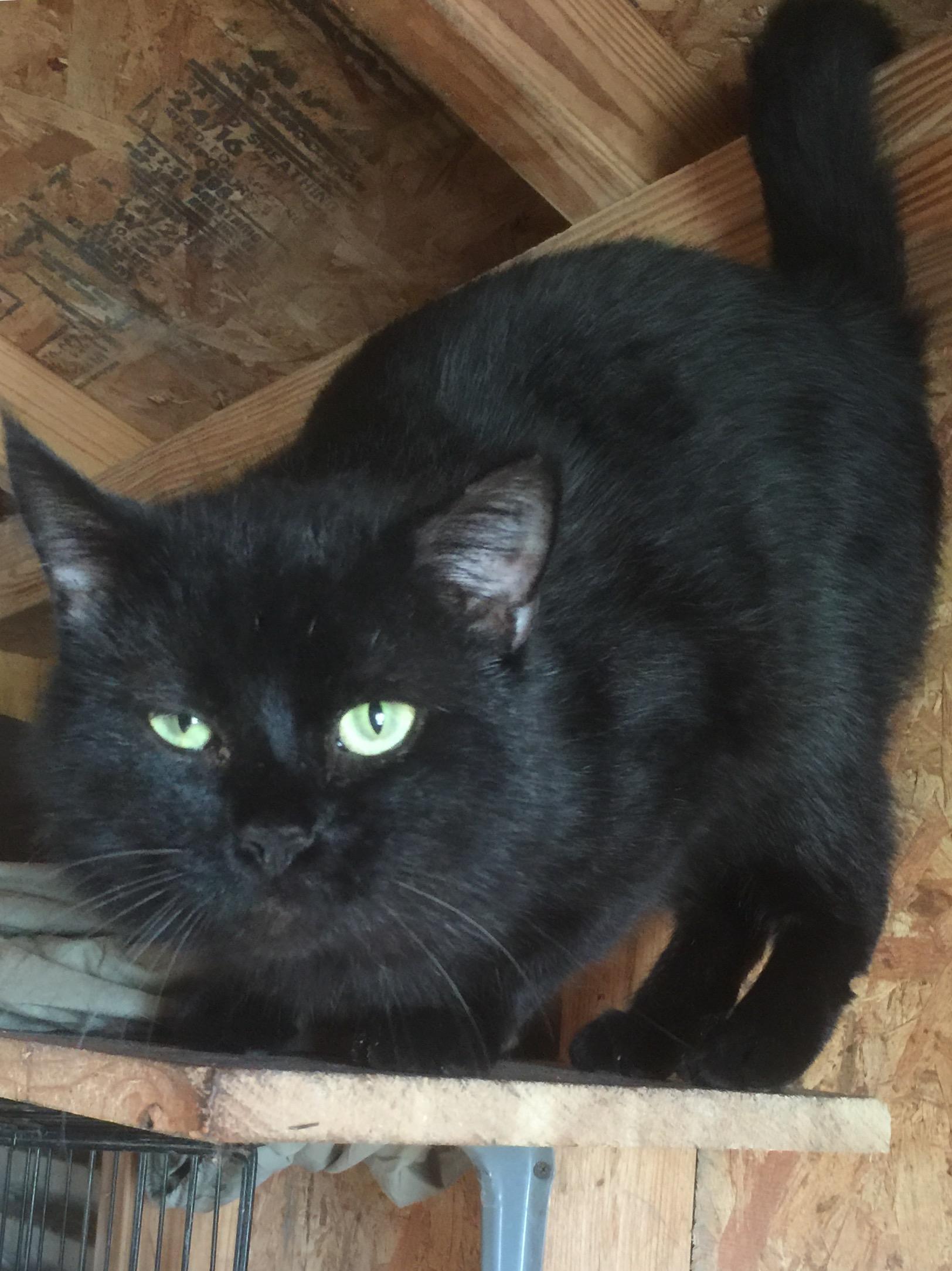 Finny, an adoptable Domestic Short Hair in Dallas, TX, 75228 | Photo Image 1