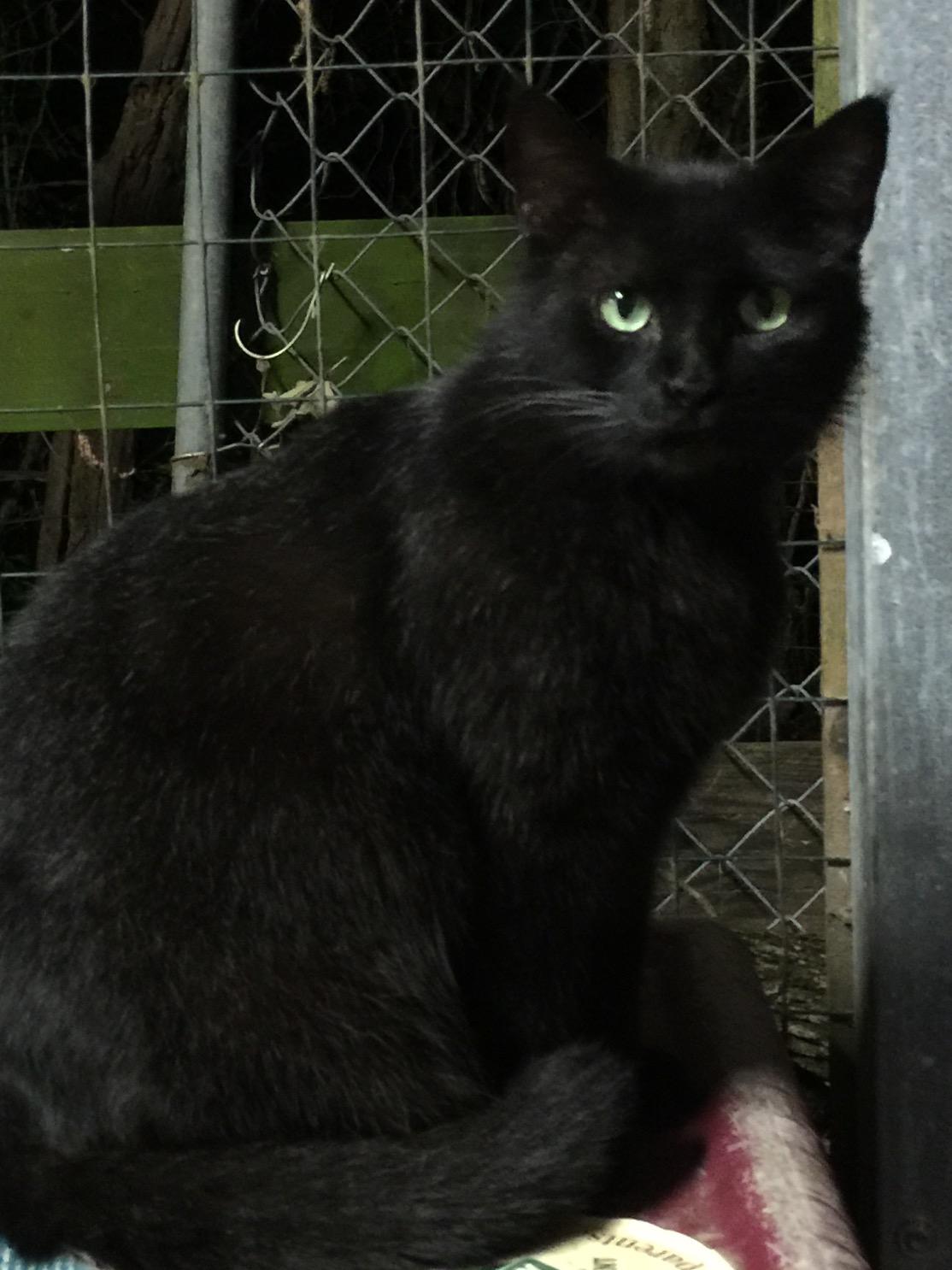 Finny, an adoptable Domestic Short Hair in Dallas, TX, 75228 | Photo Image 2