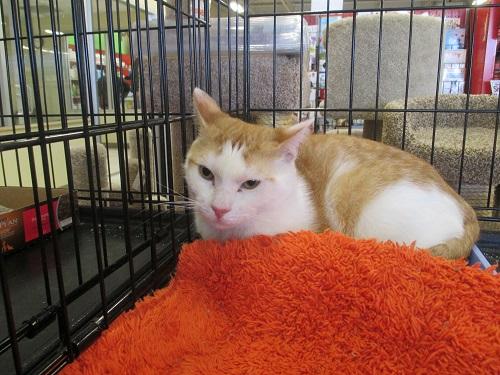 Bert, an adoptable Domestic Short Hair in North Plainfield, NJ, 07063 | Photo Image 1