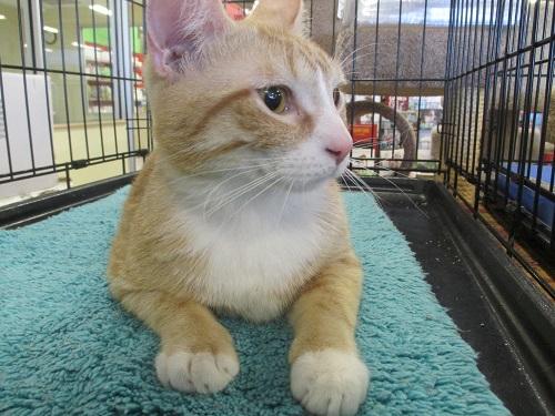 Ernie, an adoptable Domestic Short Hair in North Plainfield, NJ, 07063 | Photo Image 1