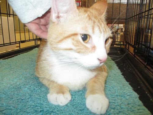 Ernie, an adoptable Domestic Short Hair in North Plainfield, NJ, 07063 | Photo Image 2