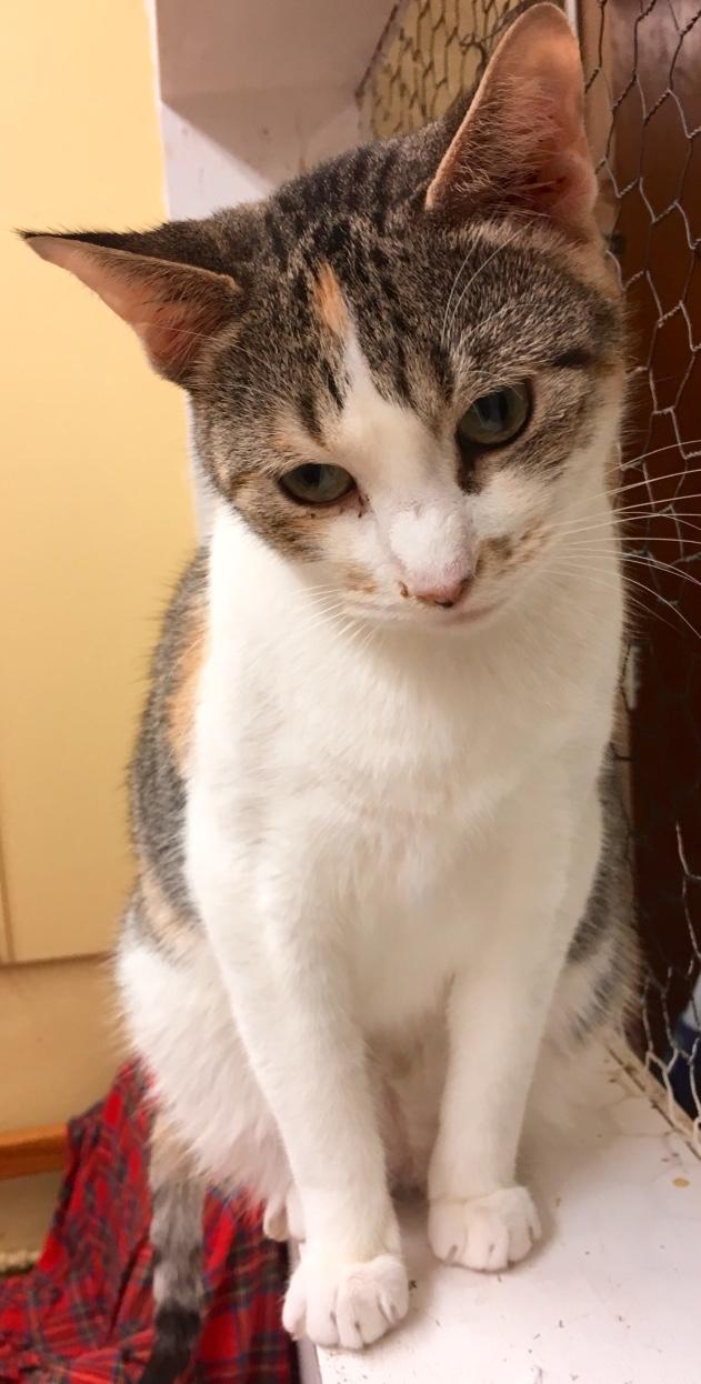 Piccadilly, an adoptable Calico in Kansas City, MO, 64114 | Photo Image 1