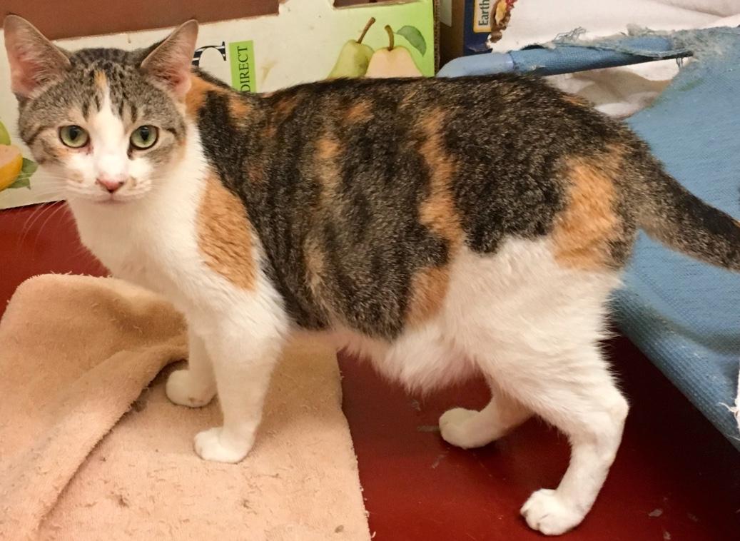 Piccadilly, an adoptable Calico in Kansas City, MO, 64114 | Photo Image 2