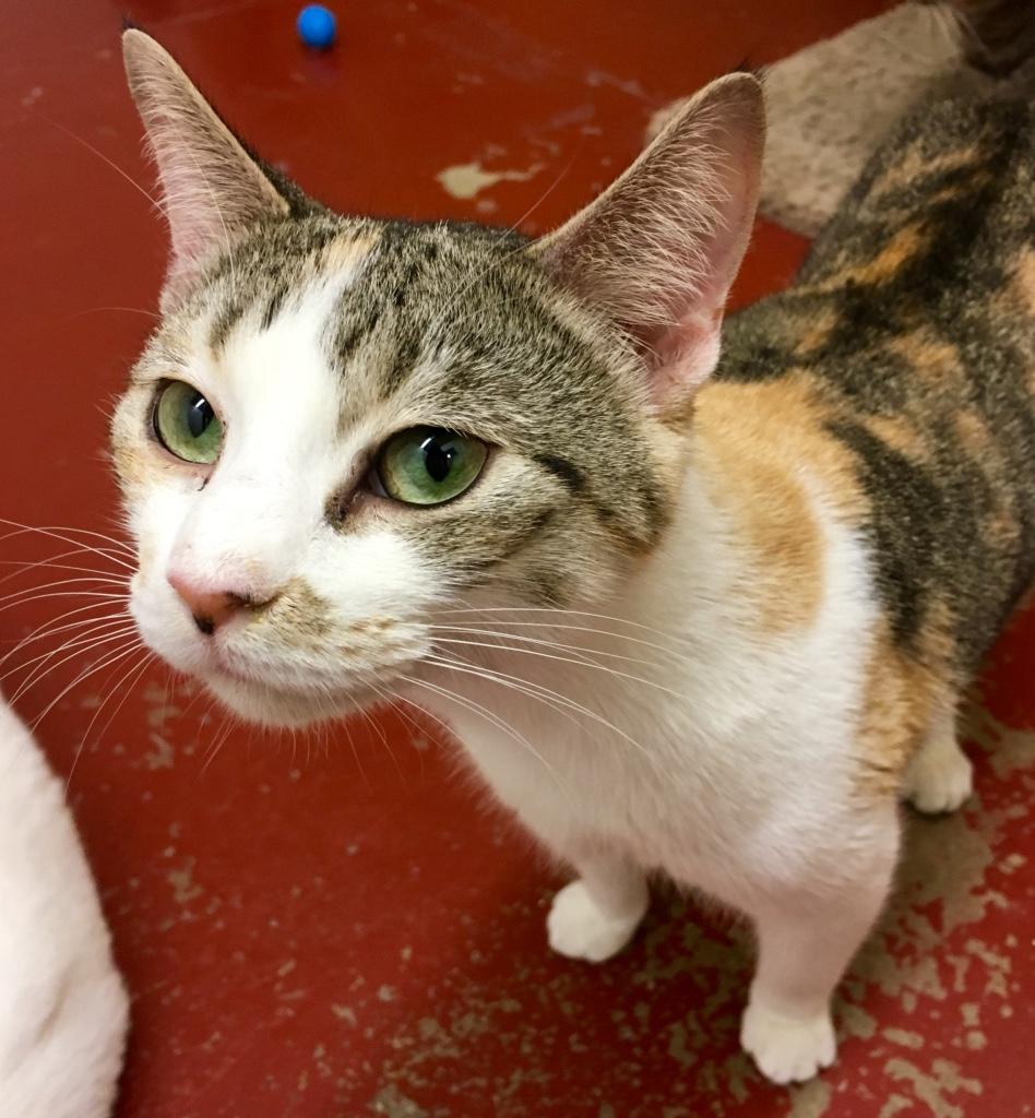 Piccadilly, an adoptable Calico in Kansas City, MO, 64114 | Photo Image 3