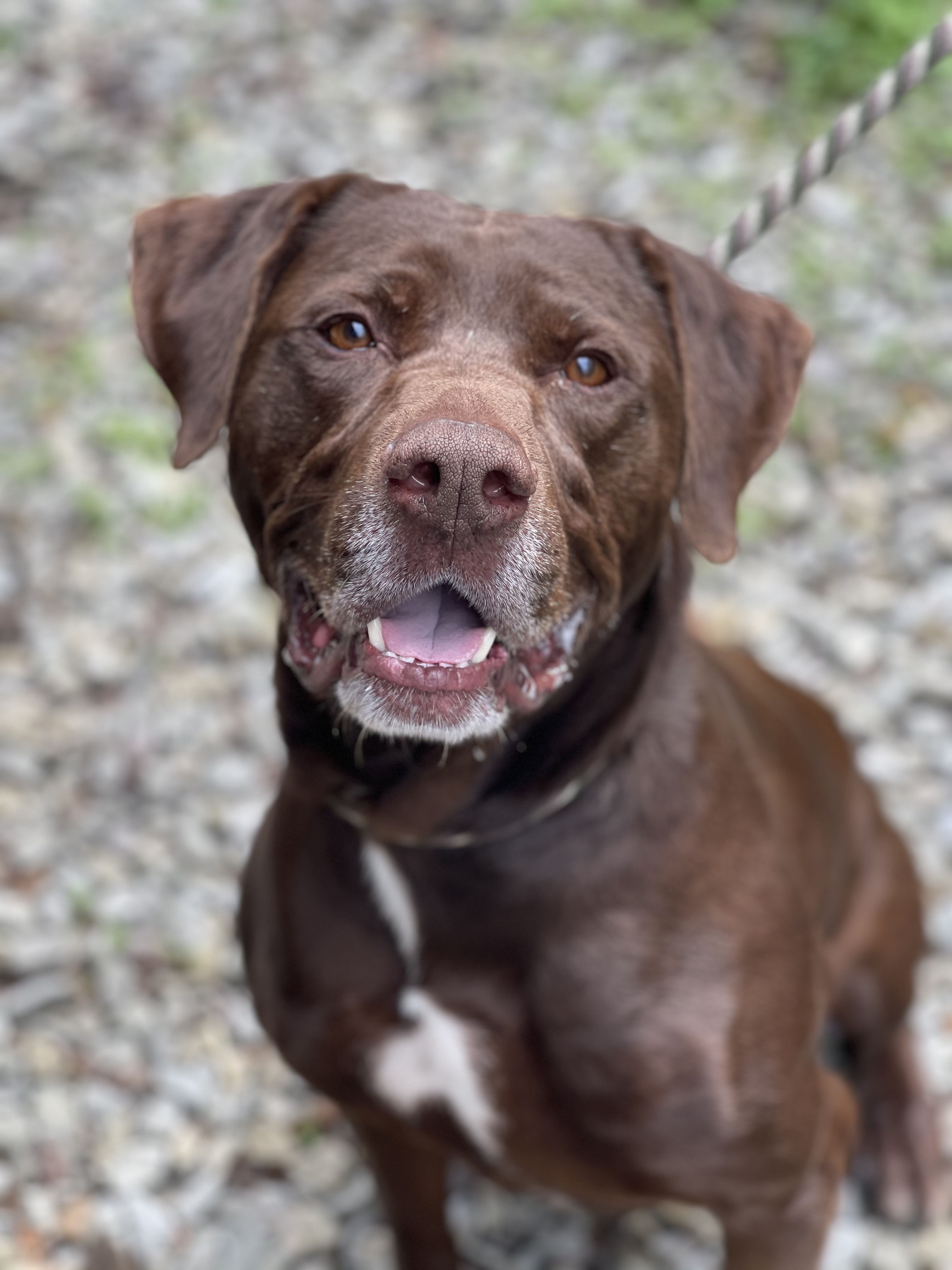 Sawyer, an adoptable Labrador Retriever, German Shorthaired Pointer in Greensburg, PA, 15601 | Photo Image 1