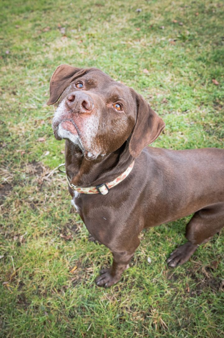 Sawyer, an adoptable Labrador Retriever & German Shorthaired Pointer Mix in Greensburg, PA_image-3