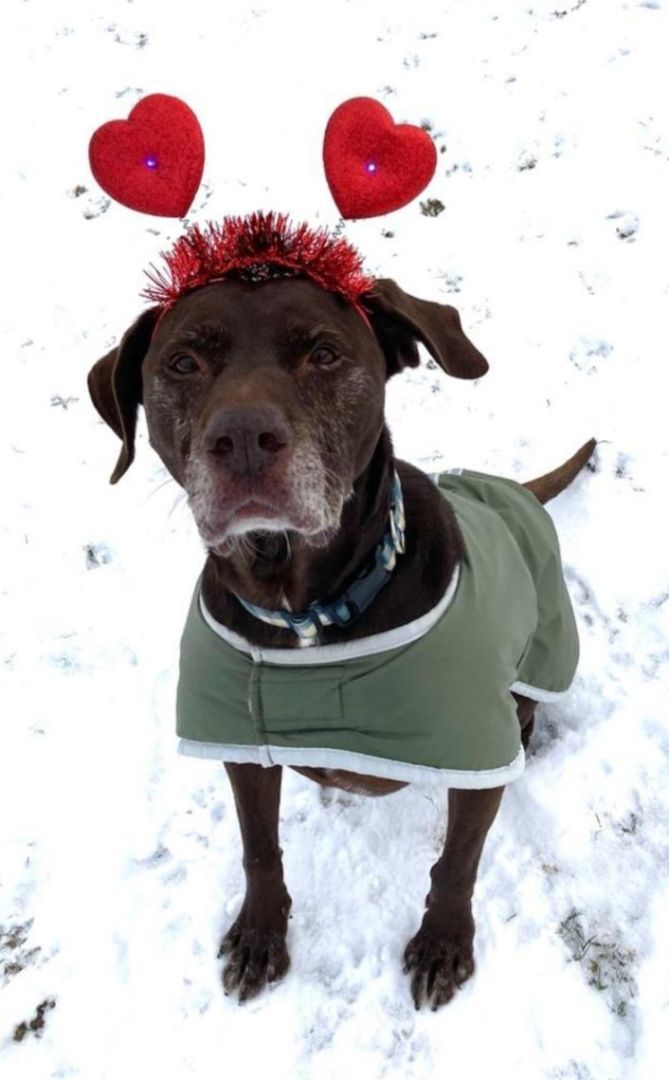 Sawyer, an adoptable Labrador Retriever in Greensburg, PA, 15601 | Photo Image 4