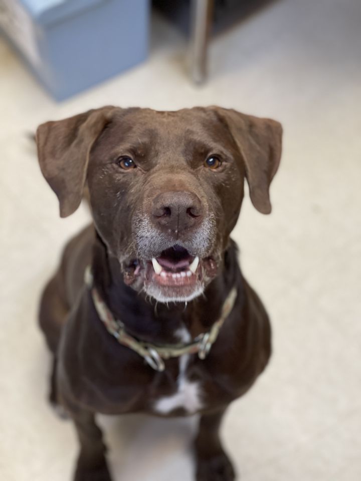 Sawyer, an adoptable Labrador Retriever & German Shorthaired Pointer Mix in Greensburg, PA_image-5