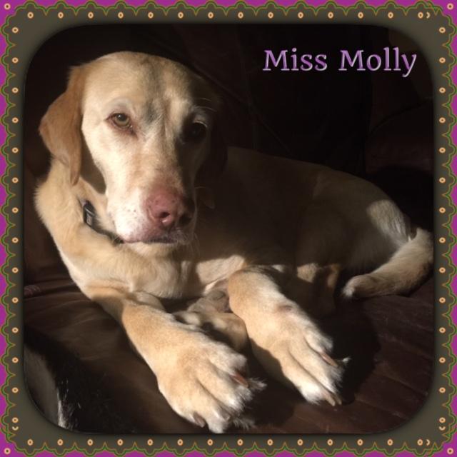 Miss Molly 3