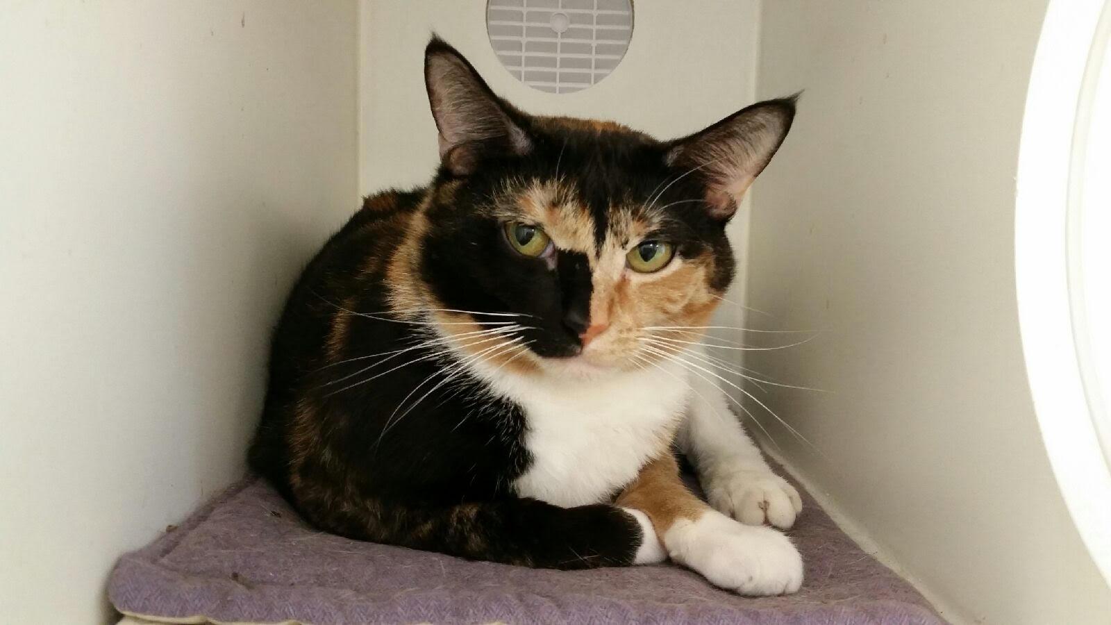 JayJay, an adoptable Calico in Maryville, TN, 37802 | Photo Image 1