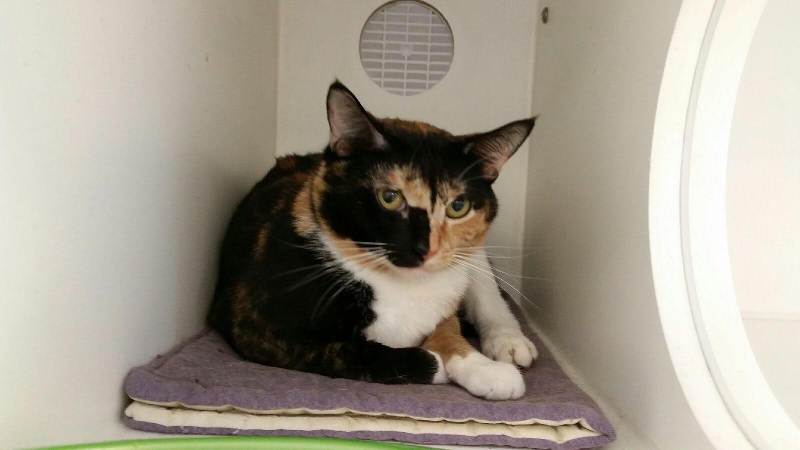 JayJay, an adoptable Calico in Maryville, TN, 37802 | Photo Image 2