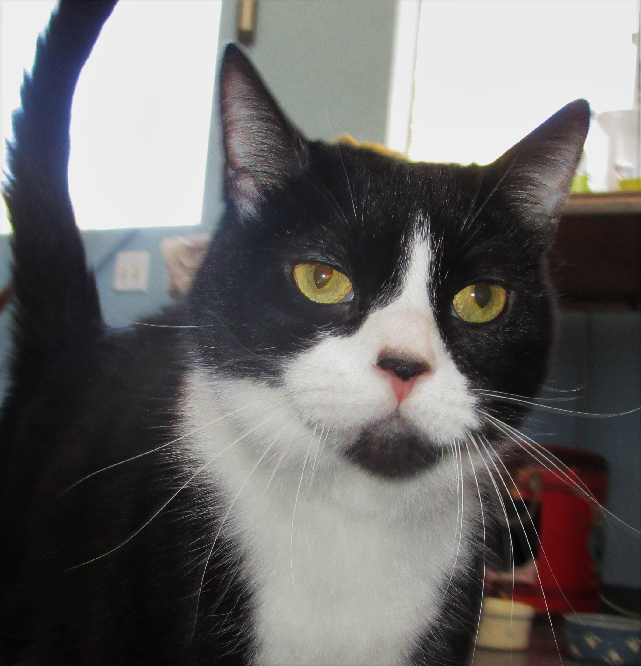 Felix, an adoptable Tuxedo in Tucson, AZ, 85716 | Photo Image 1