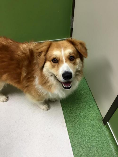 chow chow border collie mix