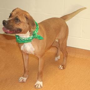 Rose, an adopted Boxer Mix in Miamitown, OH_image-2