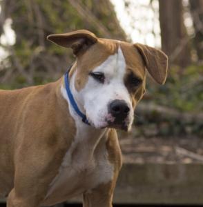 Emma, an adoptable Pit Bull Terrier, Boxer in Port Washington, NY, 11050 | Photo Image 2