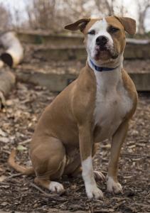 Emma, an adoptable Pit Bull Terrier, Boxer in Port Washington, NY, 11050 | Photo Image 3