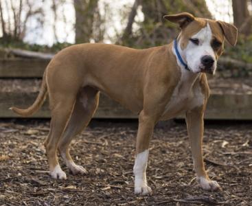 Emma, an adoptable Pit Bull Terrier, Boxer in Port Washington, NY, 11050 | Photo Image 4