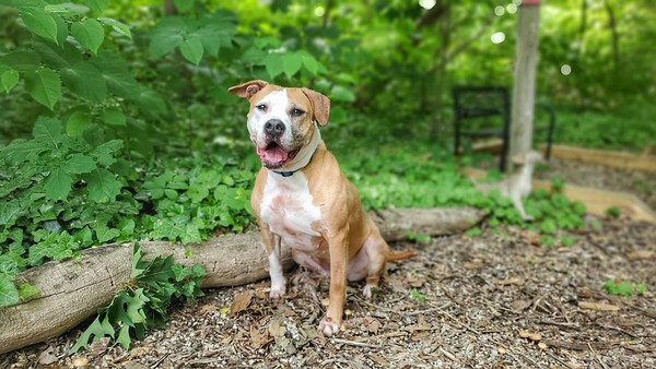 Emma, an adoptable Pit Bull Terrier, Boxer in Port Washington, NY, 11050 | Photo Image 5