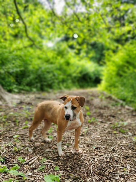 Emma, an adoptable Pit Bull Terrier, Boxer in Port Washington, NY, 11050 | Photo Image 6