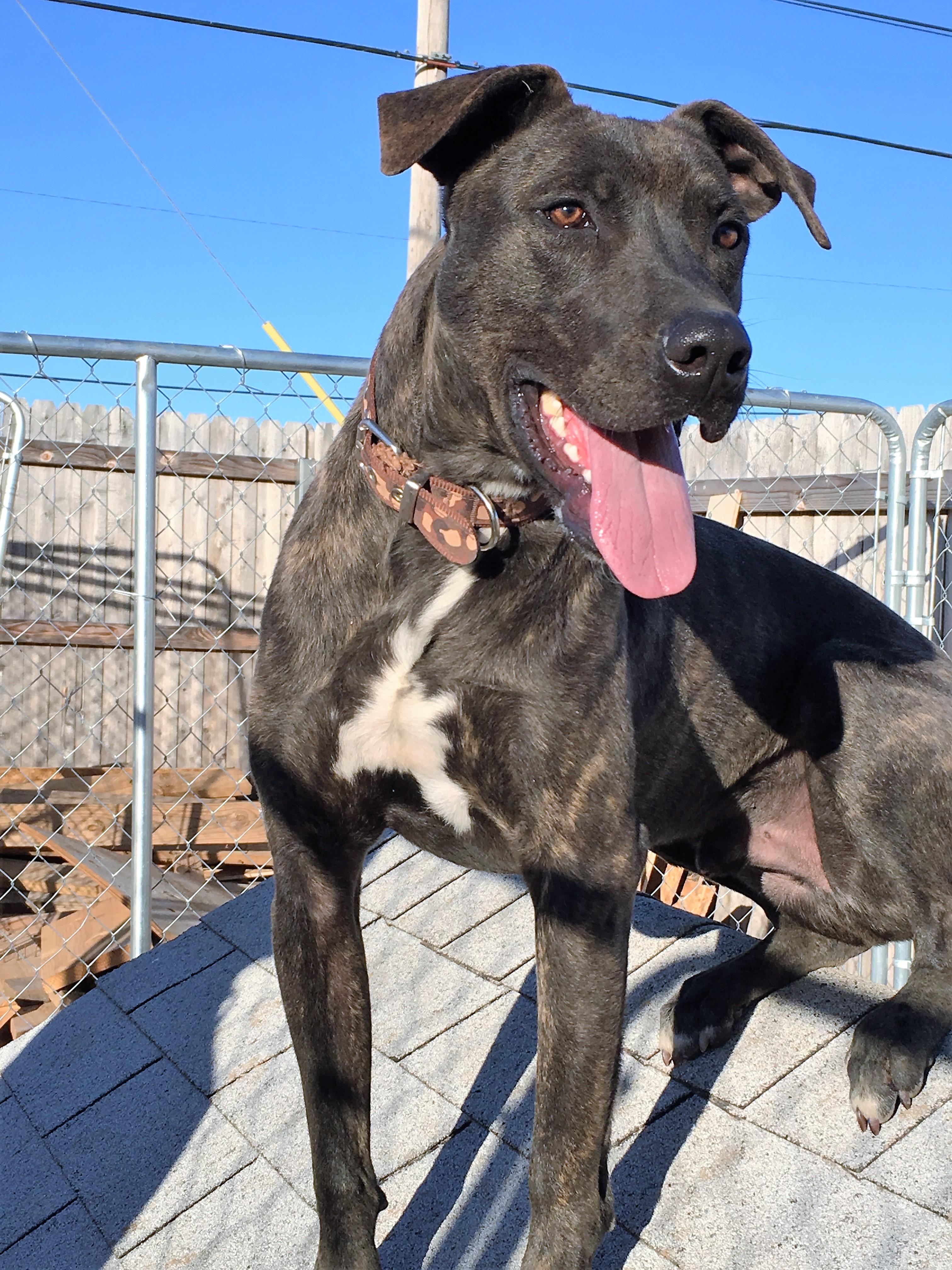 Eli, an adoptable Labrador Retriever in Tulsa, OK, 74152 | Photo Image 1