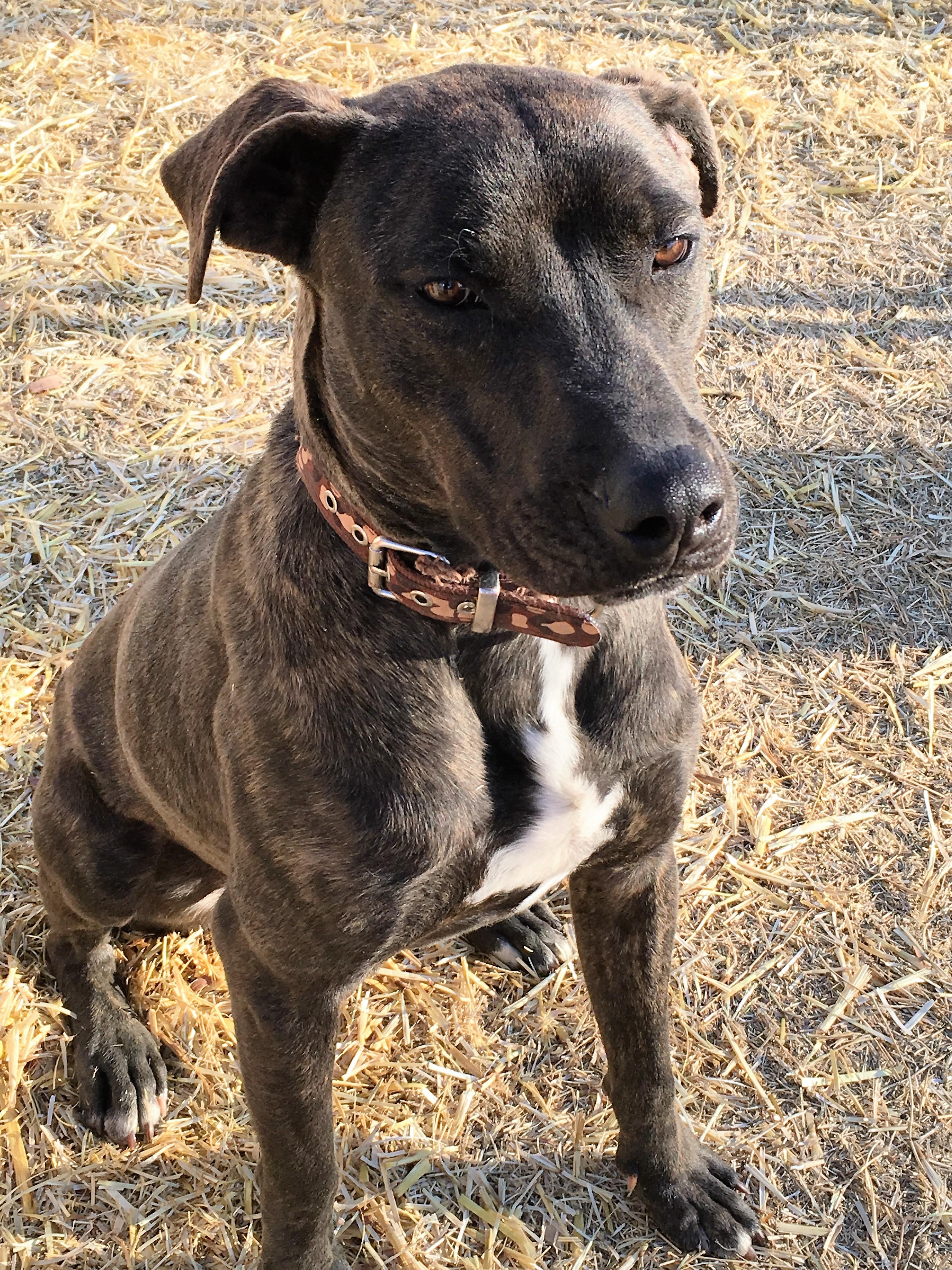 Eli, an adoptable Labrador Retriever in Tulsa, OK, 74152 | Photo Image 2