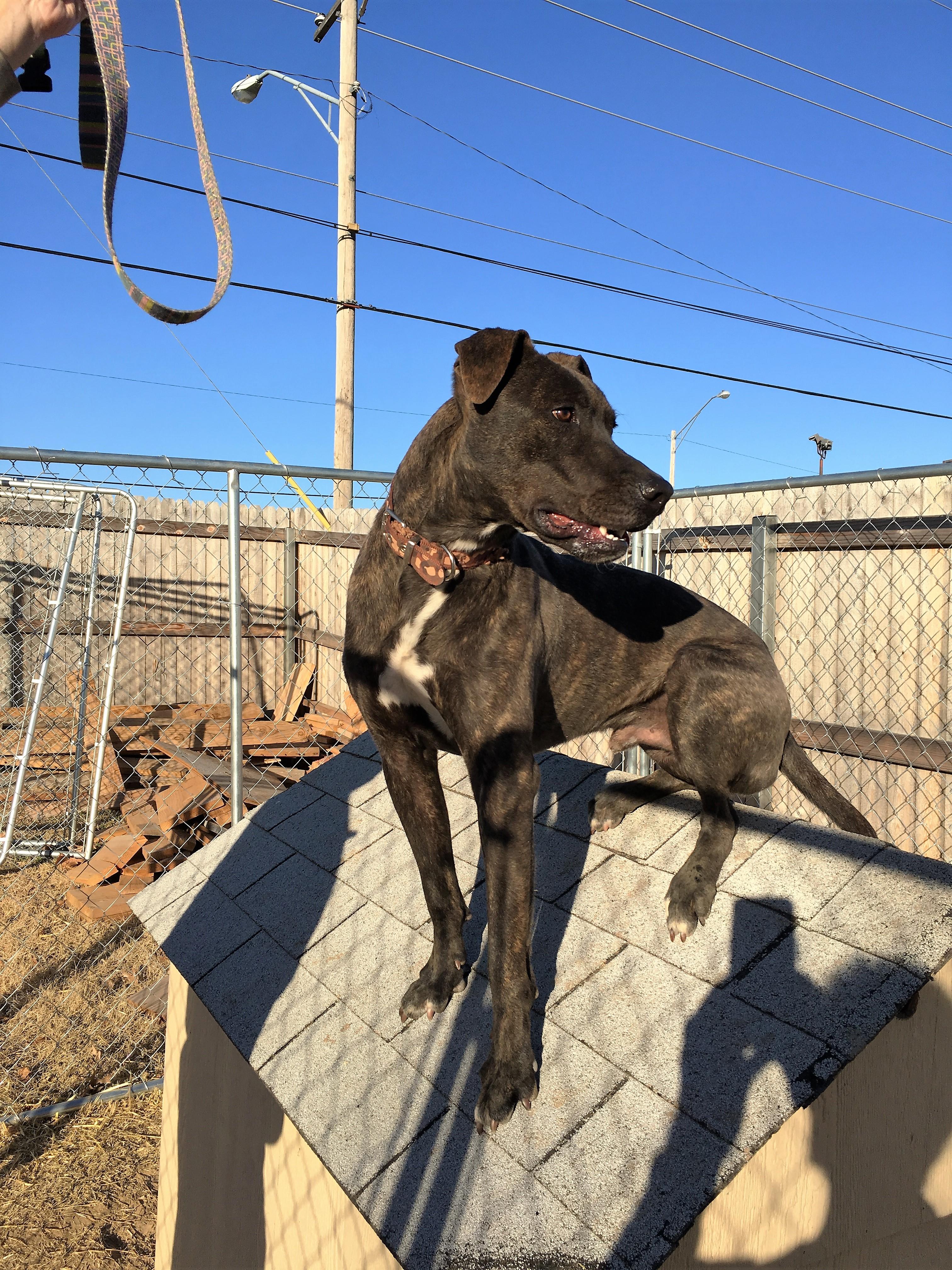 Eli, an adoptable Labrador Retriever in Tulsa, OK, 74152 | Photo Image 3