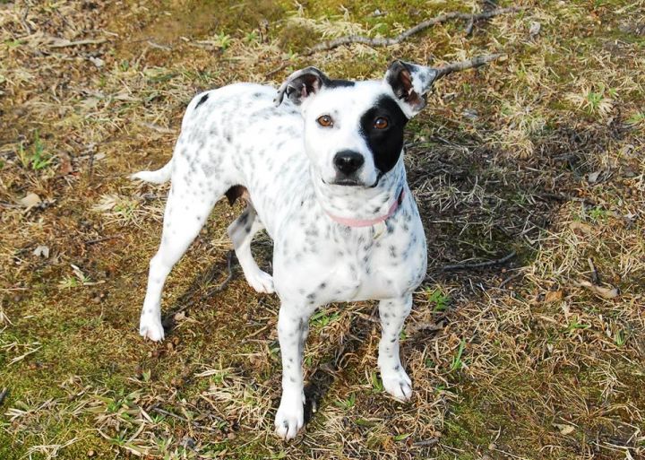 Minnie, an adopted Dalmatian & Australian Cattle Dog / Blue Heeler Mix in Mystic, CT_image-3