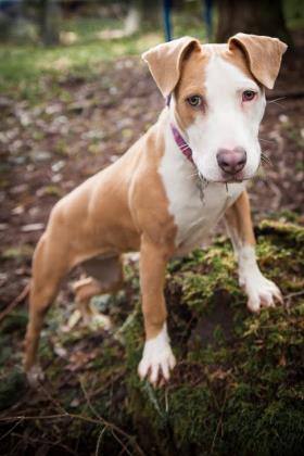 Chloe, an adoptable Pit Bull Terrier in Eugene, OR, 97405 | Photo Image 6