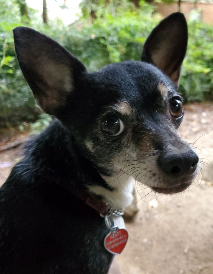 Dog For Adoption Oakley A Rat Terrier Corgi Mix In Raleigh Nc Petfinder