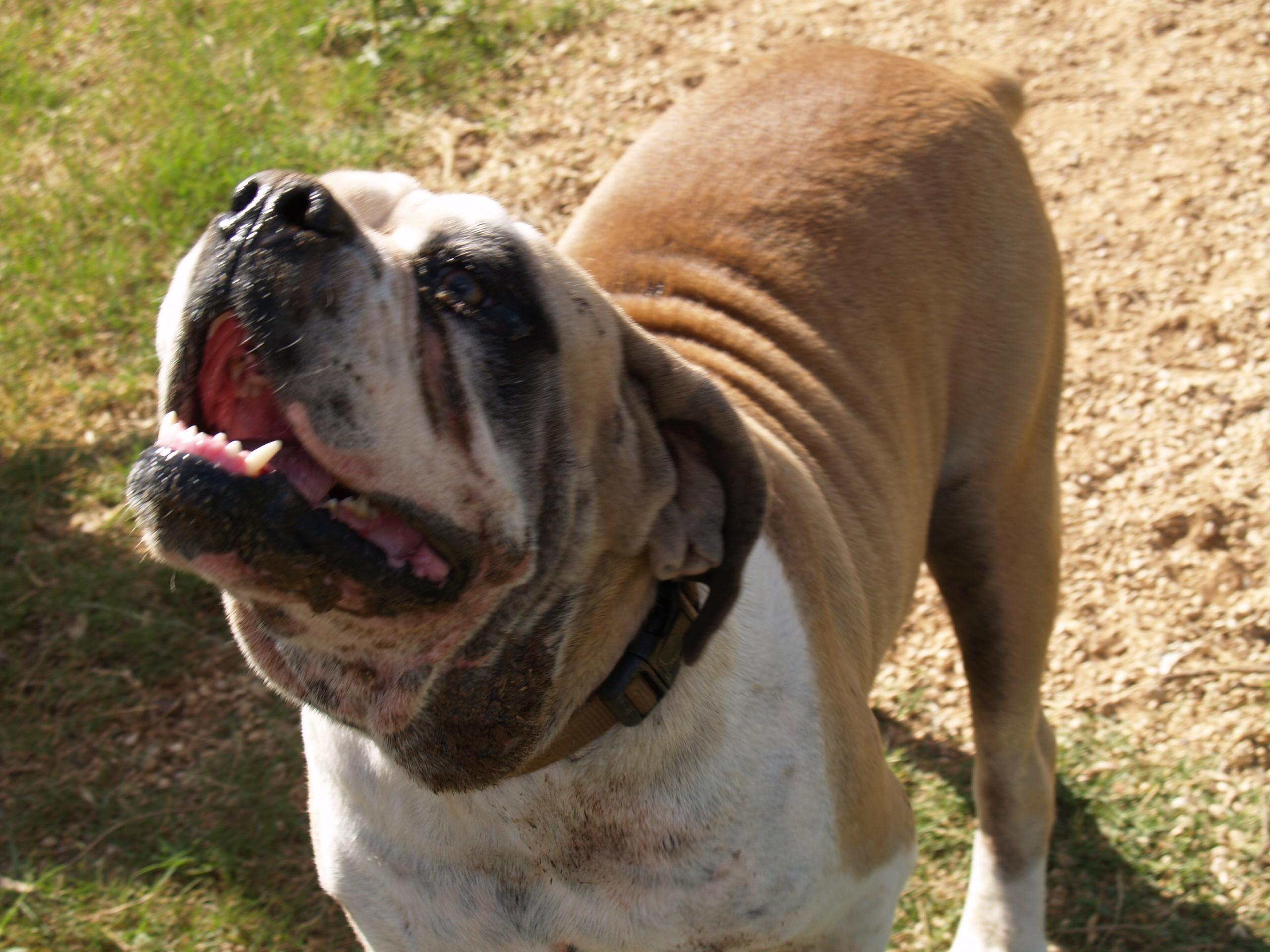 Harley, an adoptable American Bulldog, English Bulldog in Bigfoot, TX, 78005 | Photo Image 2