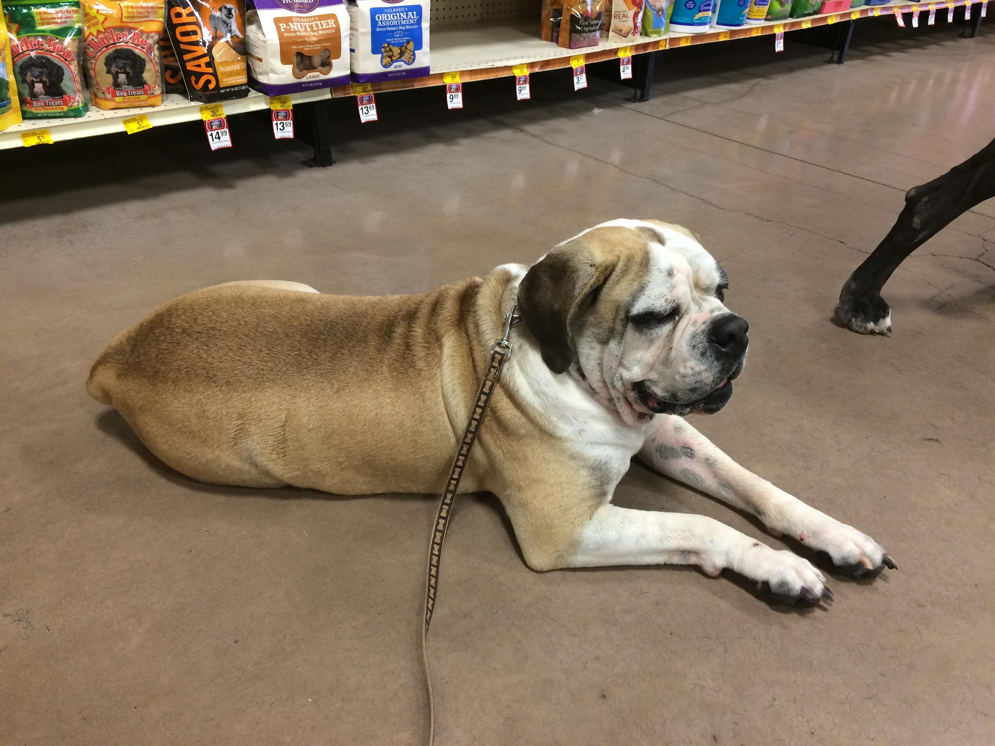 Harley, an adoptable American Bulldog, English Bulldog in Bigfoot, TX, 78005 | Photo Image 1
