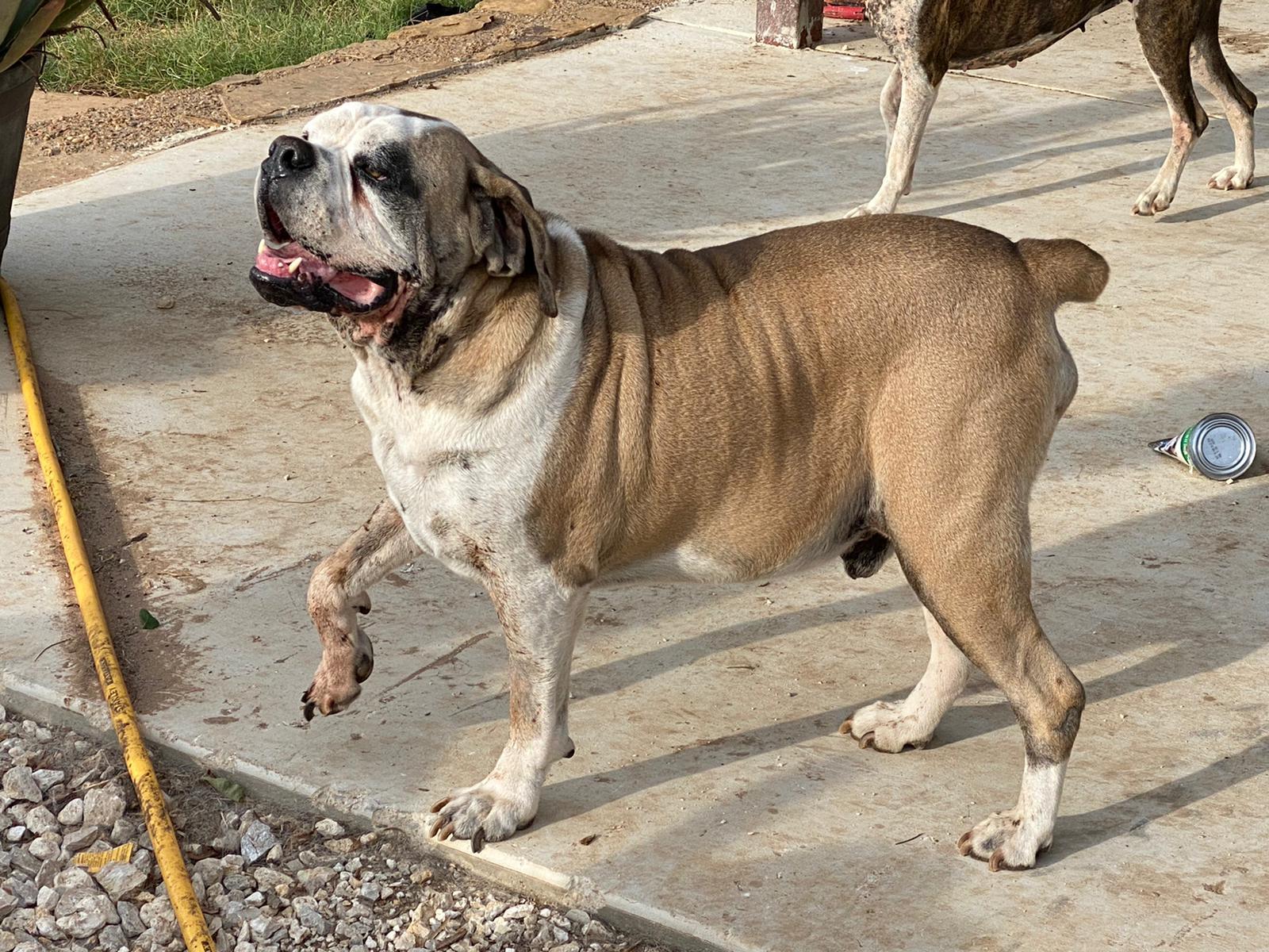 Harley, an adoptable American Bulldog, English Bulldog in Bigfoot, TX, 78005 | Photo Image 4