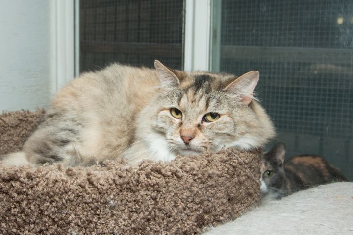 Alexis, an adoptable Maine Coon in Chicago, IL_image-2