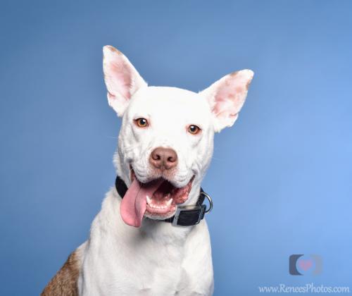 Batman, an adoptable American Staffordshire Terrier & Pit Bull Terrier Mix in Blacklick, OH_image-2