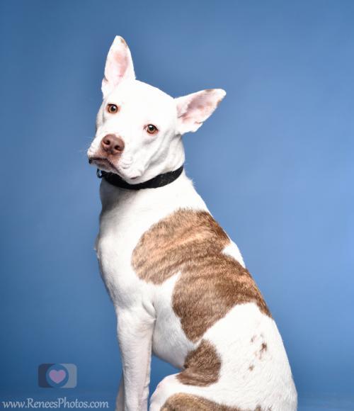 Batman, an adoptable American Staffordshire Terrier & Pit Bull Terrier Mix in Blacklick, OH_image-1