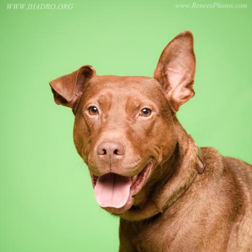 TJ, an adoptable Labrador Retriever, Doberman Pinscher in Blacklick, OH, 43004 | Photo Image 1