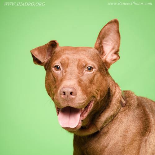 TJ, an adoptable Labrador Retriever & Doberman Pinscher Mix in Blacklick, OH_image-2