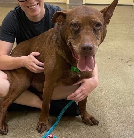 TJ, an adoptable Labrador Retriever, Doberman Pinscher in Blacklick, OH, 43004 | Photo Image 3