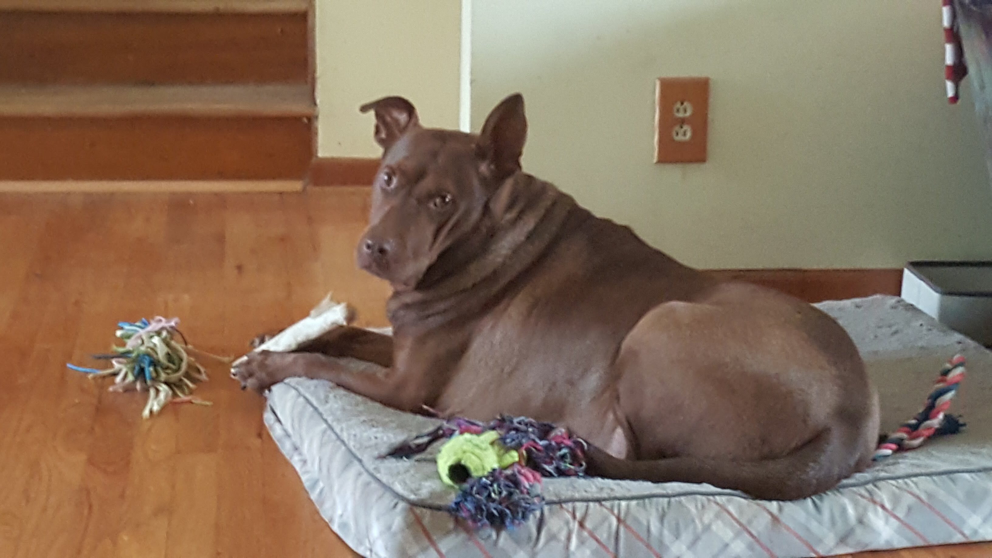 TJ, an adoptable Labrador Retriever, Doberman Pinscher in Blacklick, OH, 43004 | Photo Image 4