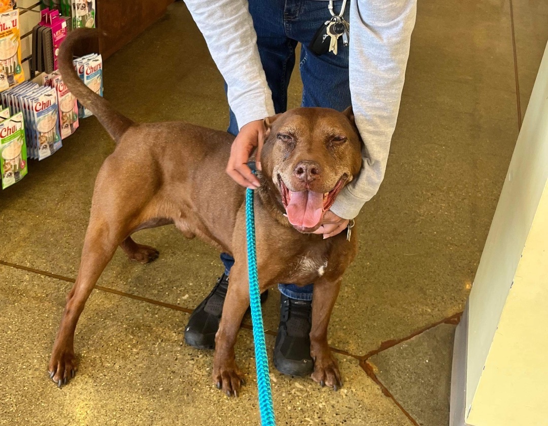 TJ, an adoptable Labrador Retriever, Doberman Pinscher in Blacklick, OH, 43004 | Photo Image 6