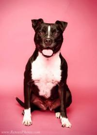 Cici, an adoptable Pit Bull Terrier, Boston Terrier in Blacklick, OH, 43004 | Photo Image 2