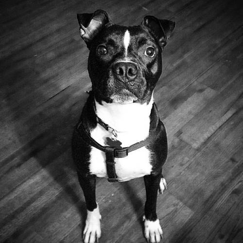 Dog for adoption - Cici, a Pit Bull Terrier & Boston Terrier Mix in ...